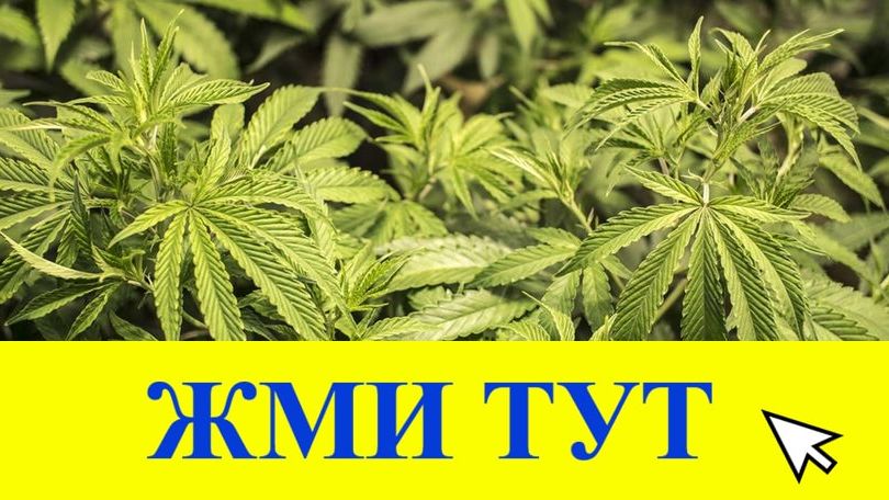 Купить наркотики в Тосно